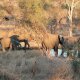 Chobe Bush Camp - Waterhole elephants